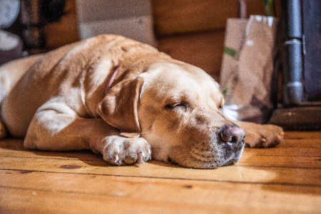 dog labradorの写真素材