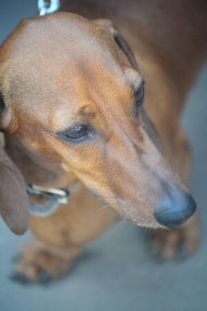 A close up of a dog. Dachshund dog looks carefullyの写真素材
