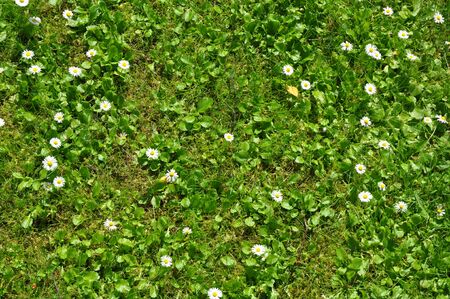 White flowers spring meadow. Daisies in the meadowの写真素材
