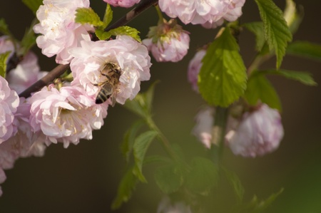 A bee in a flower
