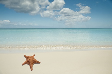 Starfish on a beachの写真素材
