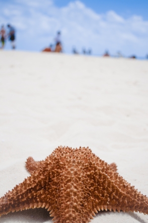 Starfish on a beachの写真素材