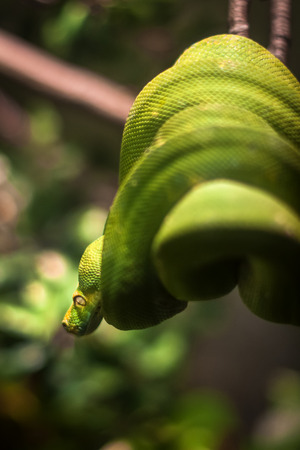 Green tree phytonの写真素材