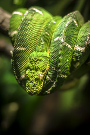 Emerald tree boaの写真素材