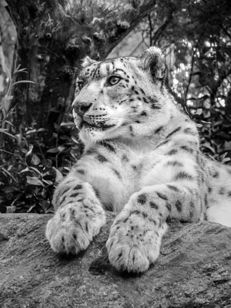 Black and whithe image of a snow leopard laying on a rock