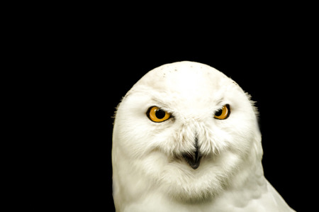 Snowy owl isolated on blackの写真素材