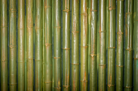 Green bamboo interior wallの写真素材