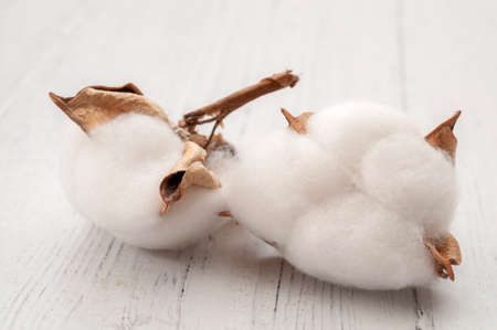 Raw material and textile fiber production concept with close up on cotton plants isolated on white...