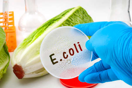 E. coli outbreak concept theme with scientist testing romaine lettuce for Escherichia coli bacteria in a lab, surrounded by chemistry flask and test tube and wearing blue latex protective glovesの写真素材