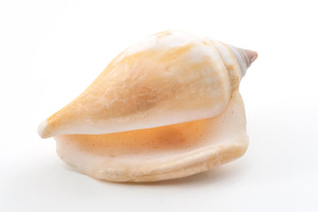 Marine life and sea creatures concept with a seashell isolated on white background with a clip path...