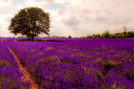 Summer landscape, blooming lavender flower and beautiful countryside nature concept theme with a tree in the middle of an empty field in the warm light of late afternoon with copy spaceの写真素材