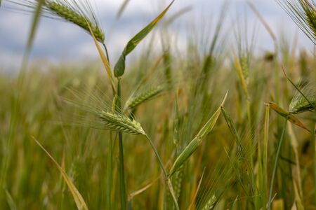 wheat fieldの写真素材