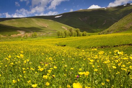 beautiful landscape with yellow flowersの写真素材