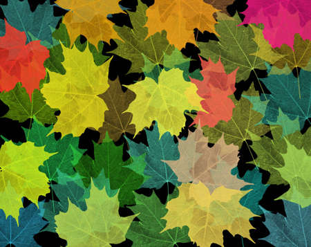 Leaves on black background
