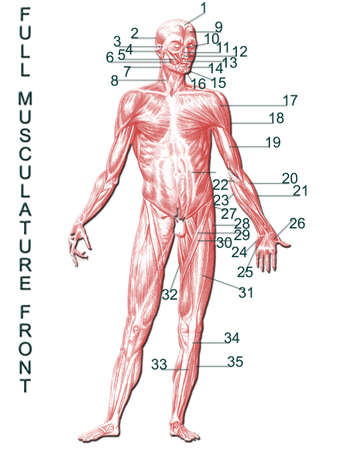 Full musculature front