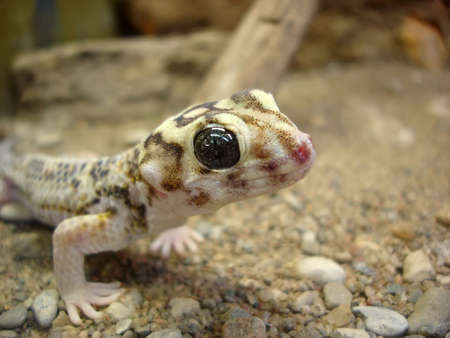 Tokay geckoの写真素材