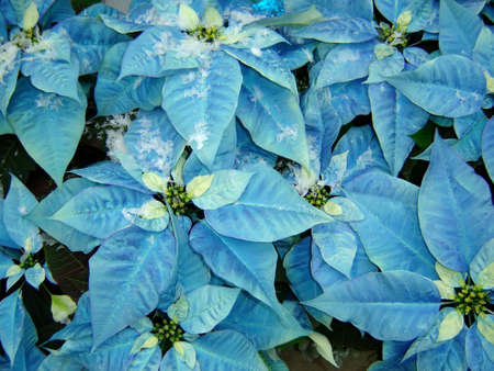  Poinsettia with a very rare color (blue)の写真素材