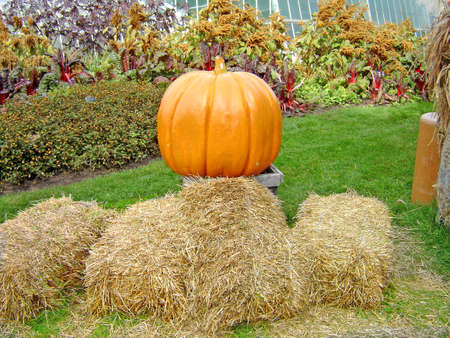 pumpkin.の写真素材