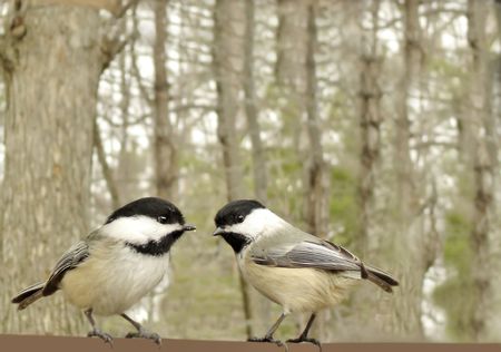 Two hungry chickadees                            の写真素材