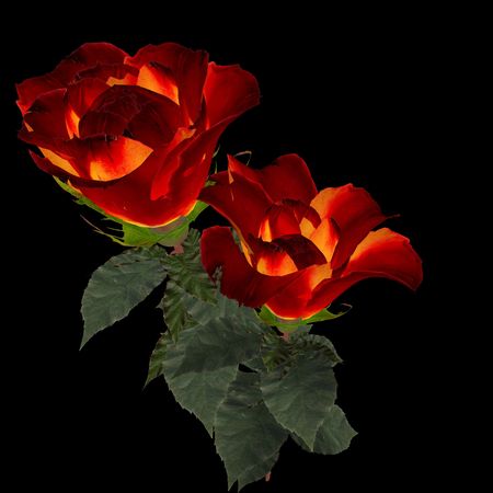 Illustration 3D- Rose on black background.の写真素材