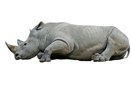 Rhinoceros on white background.の写真素材