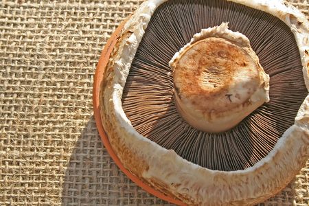 Mushroom on material fabric.の写真素材