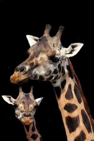 Giraffe and baby.