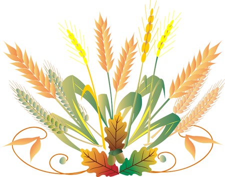 Wheat isolated on white backgroundのイラスト素材