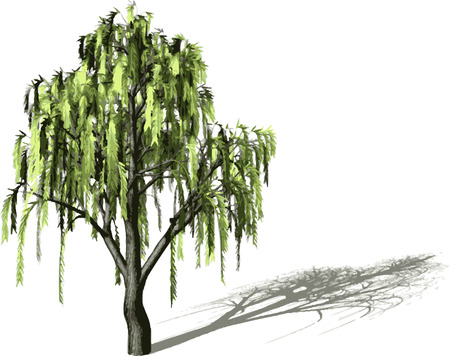  Silhouette tree with shadow.のイラスト素材