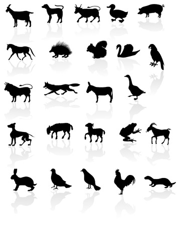 Animals with reflection on white background.のイラスト素材