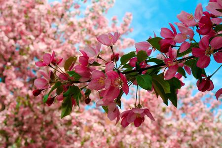 Spring pink.