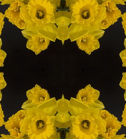 Daffodil.の写真素材