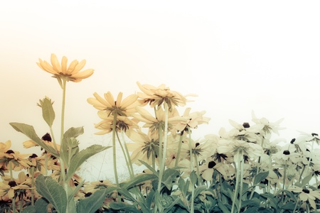 natural daisy.の写真素材