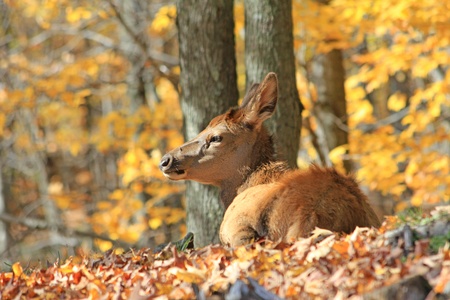 The white tailed deer in a canadian forest.の写真素材