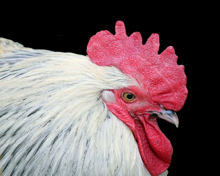 White rooster with red crest isolated on black background.の写真素材