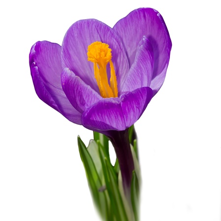 Crocus on white background.の写真素材