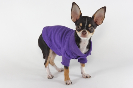 	Chihuahua fashionの写真素材