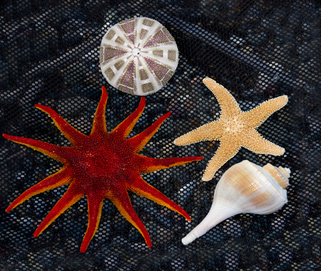 Starfish and  Shells on black net fish 