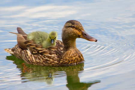 Baby duck on back of mom during summer の写真素材