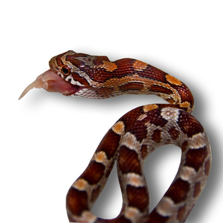 Snake eating mouse 