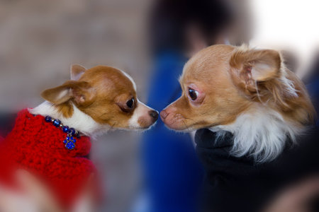 Two dogs looking.の写真素材
