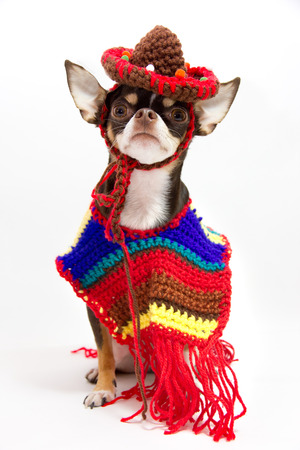 Mexican dog.の写真素材