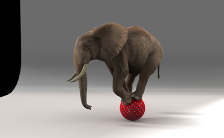Elephant on sphere.の写真素材