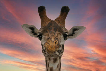 Giraffe portraitの写真素材