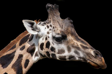 Portrait of a crying giraffe on a black background.の写真素材