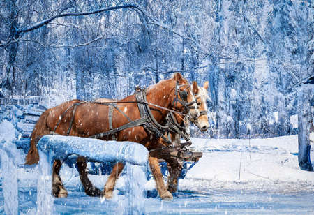 Horse harnessed to a cart in the winter forest. Winter landscape.の写真素材