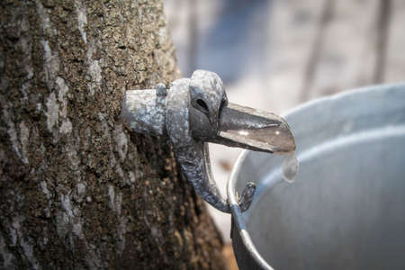 A closeup shot of a metal drinking bowl on a tree trunkの写真素材