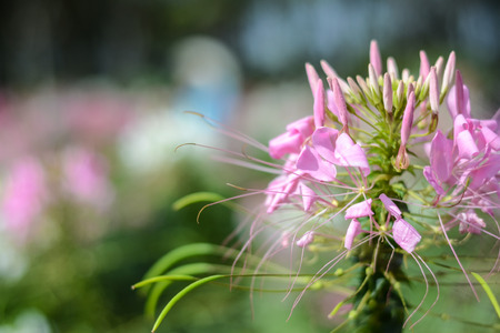 Beautiful flower in pink colorの写真素材