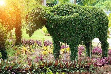 Select focus,Bushes the shape of buffalo in the park with lens flare effectの写真素材