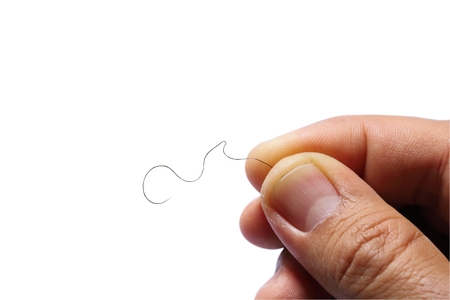 Single black hair in hand on white background.の写真素材